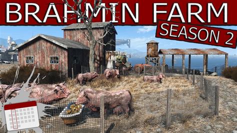 fallout 4 brahmin farming.